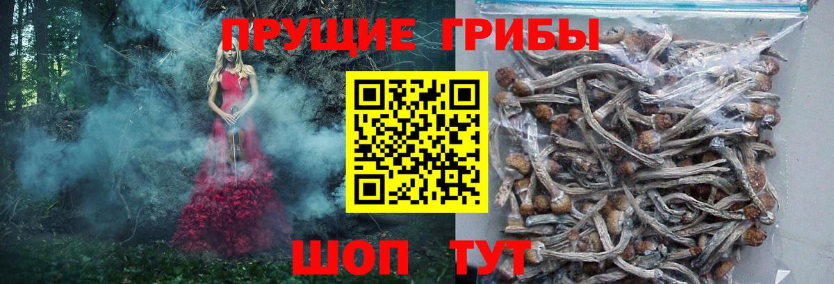 Костомукша  Галлюциногенные грибы прущие грибы  Вход с VPN 